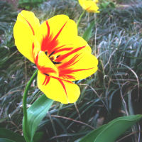 Tulipsquare.jpg