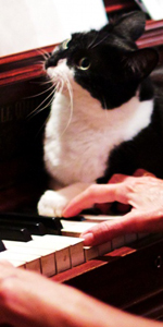 Cat Reads Sheet Music.jpg