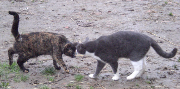 2-3 cat duel.jpg