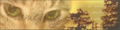 FlamesongBanner3.png